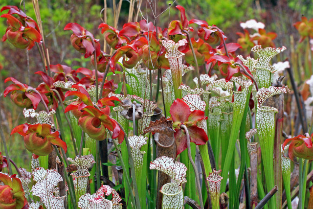 Flowers grass plants background bushes free wallpaper for desktop - medium preview image