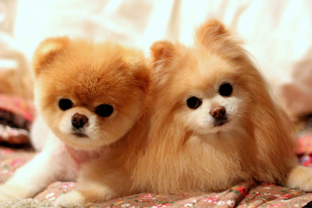 Two small dogs sitting bed free wallpaper for desktop - medium preview image