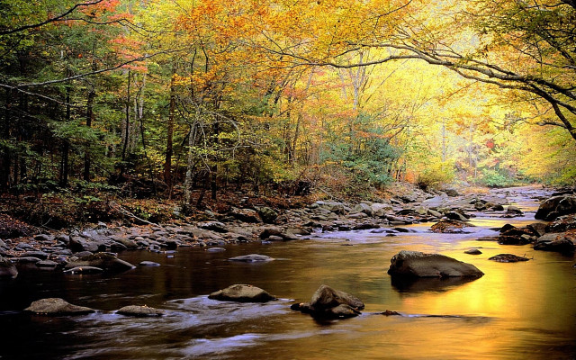 Stream forest trees rocks fall free wallpaper for desktop - medium preview image