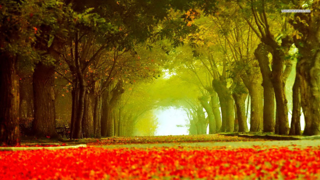 Tree lined path park red free wallpaper for desktop - medium preview image