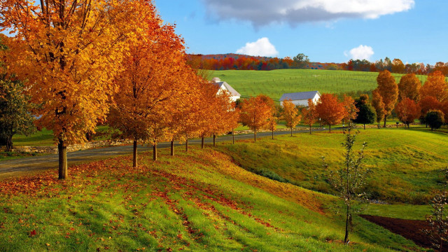 Farm road orange leaves blue free wallpaper for desktop - medium preview image
