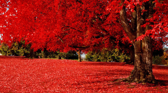 Park red leaves bench autumn free wallpaper for desktop - medium preview image