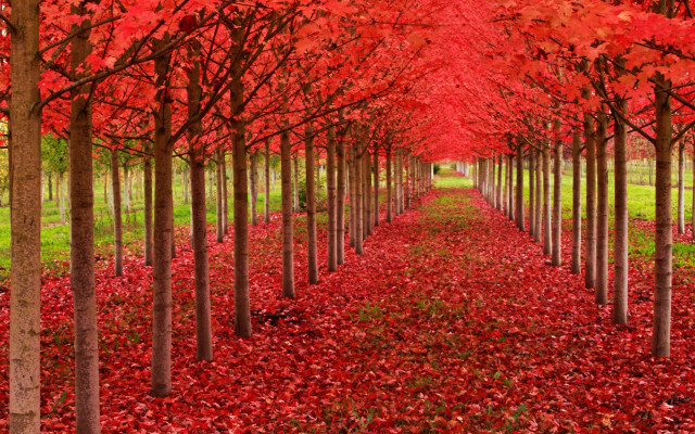 Red leaves park green grass free wallpaper for desktop - medium preview image