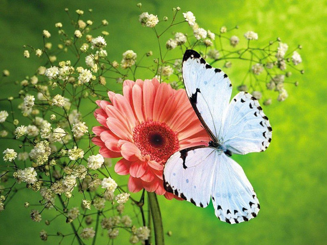Butterflies flower green background white free wallpaper for desktop - medium preview image