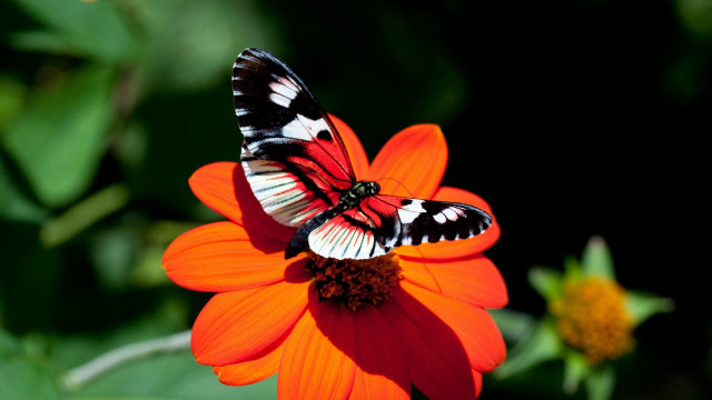 Butterflies flower garden green leaves free wallpaper for desktop - medium preview image