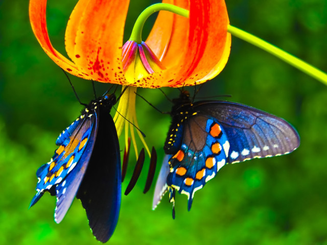Butterflies flower macro nature blurry free wallpaper for desktop - medium preview image