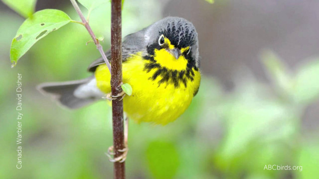 Yellow black bird branch tree #2 free wallpaper for desktop - medium preview image