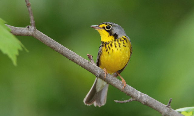 Yellow gray bird branch green free wallpaper for desktop - medium preview image