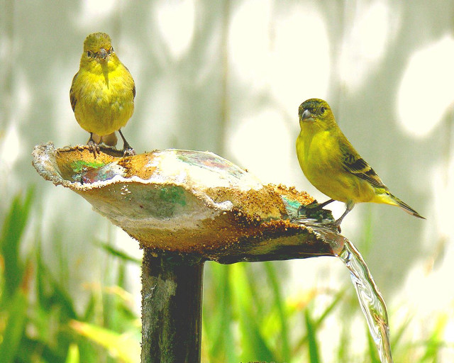 Yellow birds bird bath garden free wallpaper for desktop - medium preview image