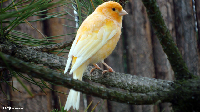 Yellow white bird forest branch free wallpaper for desktop - medium preview image