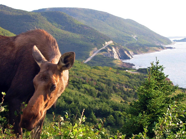 Brown horse lush green hillside free wallpaper for desktop - medium preview image