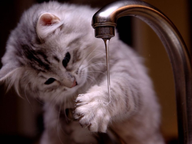 Cat drinking water faucet bathroom free wallpaper for desktop - medium preview image