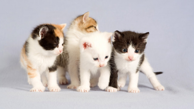 Kittens group standing white blue free wallpaper for desktop - medium preview image