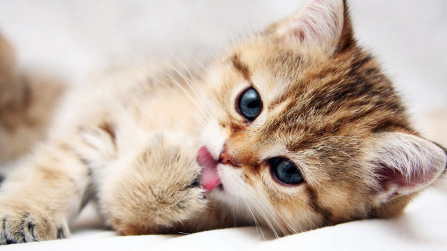 Kitten laying back tongue out #2 free wallpaper for desktop - medium preview image