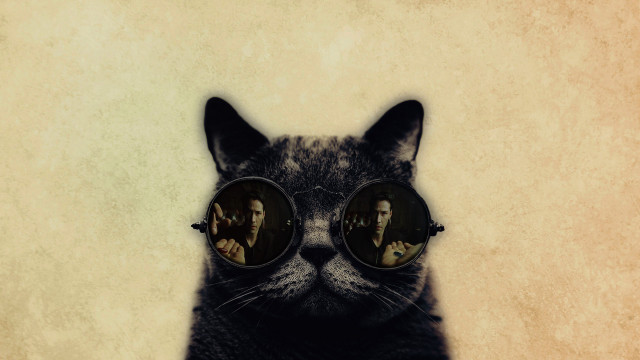 Cat glasses man reflection pop free wallpaper for desktop - medium preview image