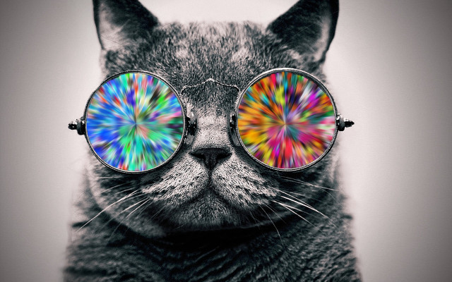 Cat glasses colorful pattern head free wallpaper for desktop - medium preview image