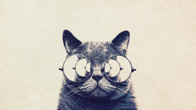 Cat glasses face behind image free wallpaper for desktop - medium preview image