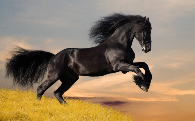 Black horse running grassy hill free wallpaper for desktop - medium preview image