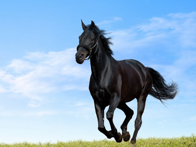 Black horse running grassy field free wallpaper for desktop - medium preview image