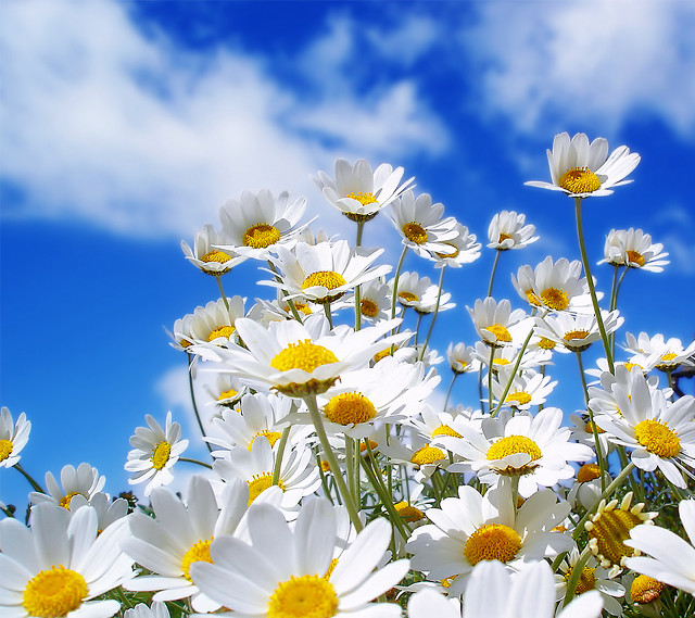 Flower field blue sky daisies #3 free wallpaper for tablet - medium preview image