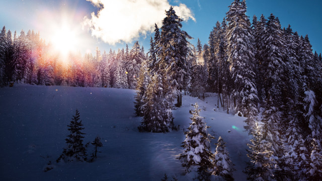 Snowy landscape trees bright sun #7 free wallpaper for desktop - medium preview image