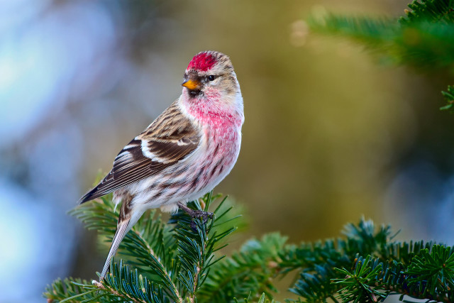 Red headed bird on branch free wallpaper for desktop - medium preview image