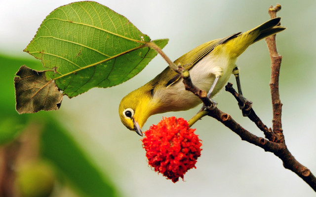 Bird branch flower leaf ecological free wallpaper for desktop - medium preview image