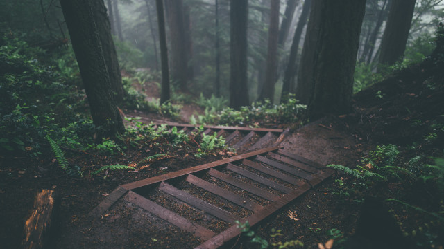 Wooden path forest fog ferns free wallpaper for desktop - medium preview image