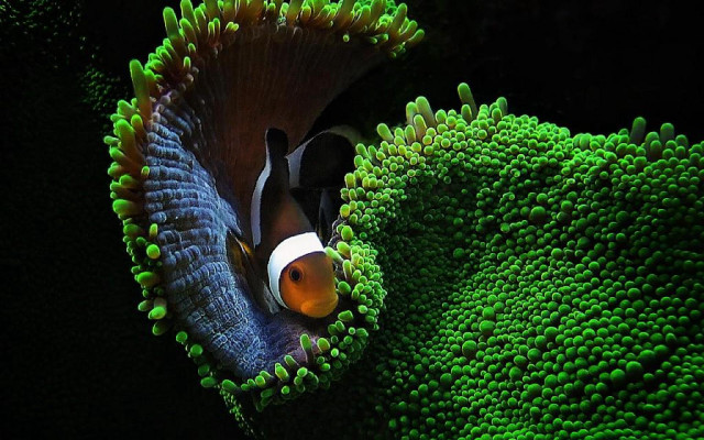 Clown fish green coral orange free wallpaper for desktop - medium preview image