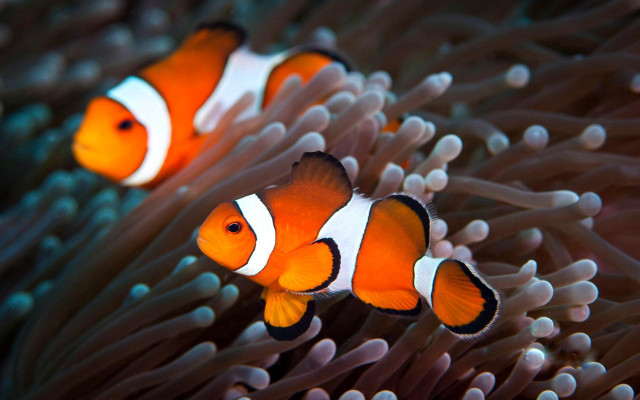 Clownfish anemone swimming sea aquatic free wallpaper for desktop - medium preview image