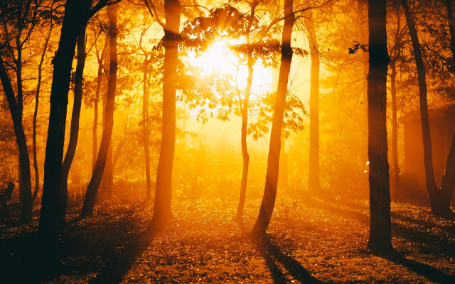 Sunbeam forest trees leaves ground free wallpaper for desktop - medium preview image