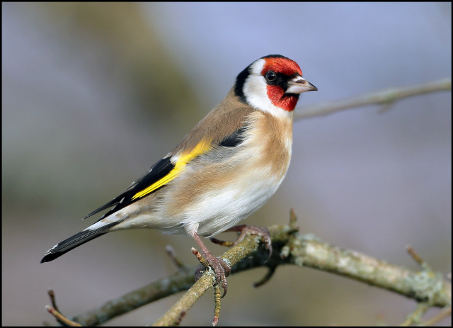 Red head yellow breast bird free wallpaper for desktop - medium preview image