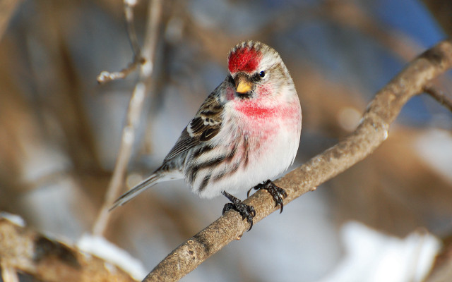 Small bird red head winter free wallpaper for desktop - medium preview image