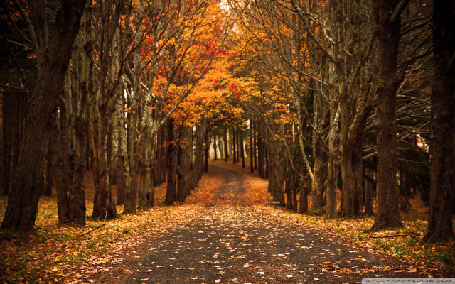 Dirt road trees leaves orange free wallpaper for desktop - medium preview image