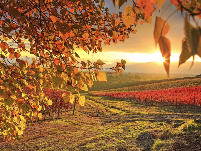 Field trees sunset clouds sky free wallpaper for desktop - medium preview image