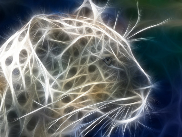Leopard head blue background white free wallpaper for desktop - medium preview image