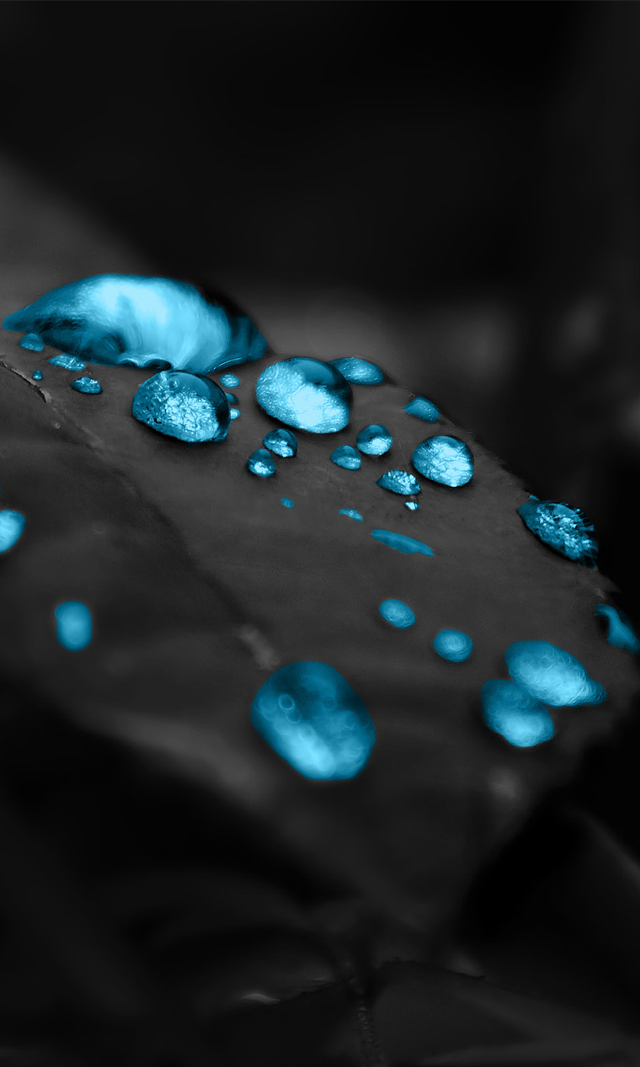 Leaf blue waterdrops blackwhite blue free wallpaper for mobile - medium preview image