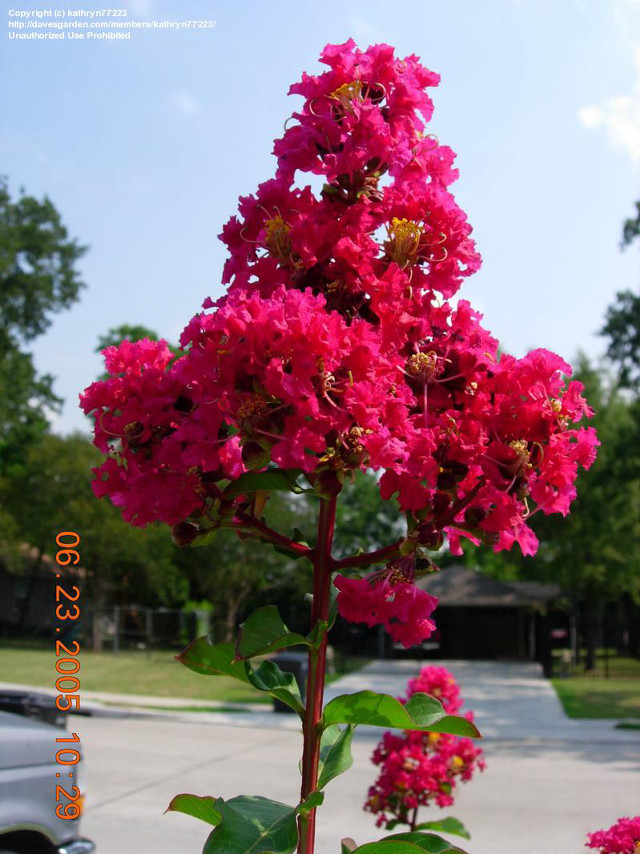 Pink flower blooming pot outside free wallpaper for mobile - medium preview image