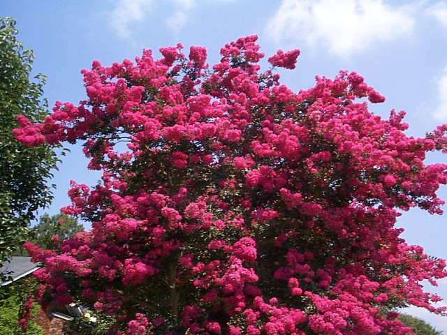 Large pink tree flowering blue free wallpaper for desktop - medium preview image