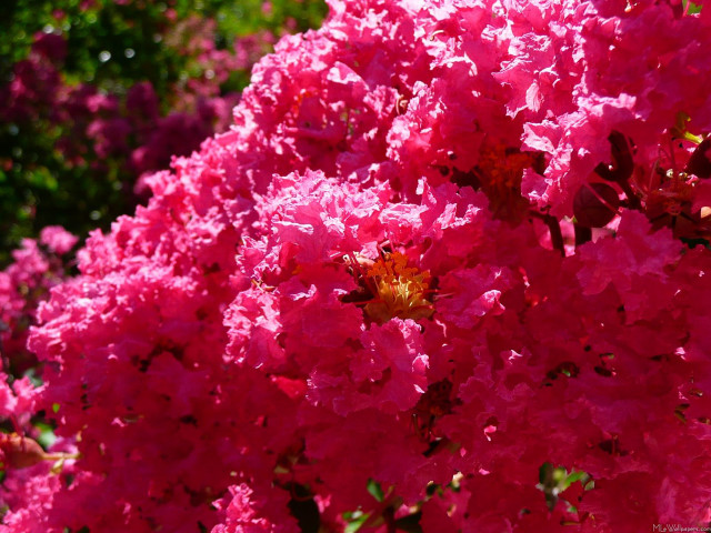 Pink flower yellow center blooming free wallpaper for desktop - medium preview image