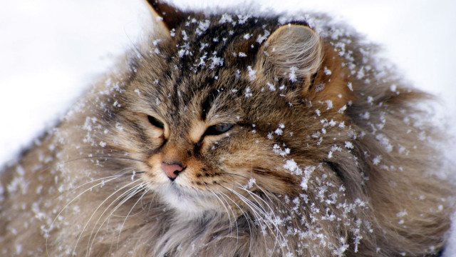 Sad cat sitting in snow free wallpaper for desktop - medium preview image