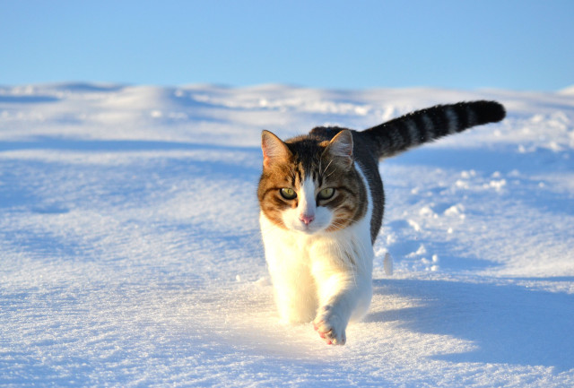 Cat walking snow daytime outdoors free wallpaper for desktop - medium preview image