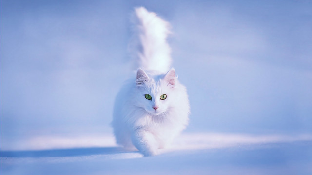 White cat running snow green free wallpaper for desktop - medium preview image