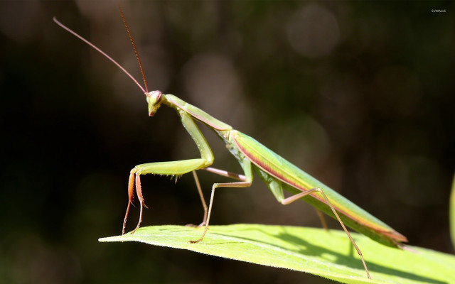 Praying mantis leaf sunlight day free wallpaper for desktop - medium preview image