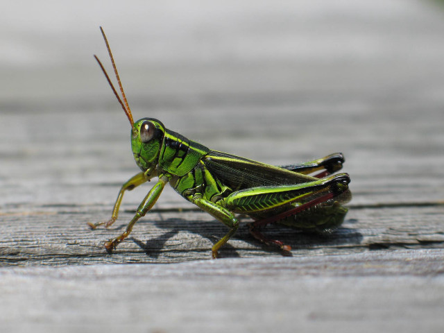 Green grasshopper wooden surface long free wallpaper for desktop - medium preview image