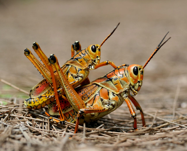 Orange yellow bugs ground back free wallpaper for desktop - medium preview image