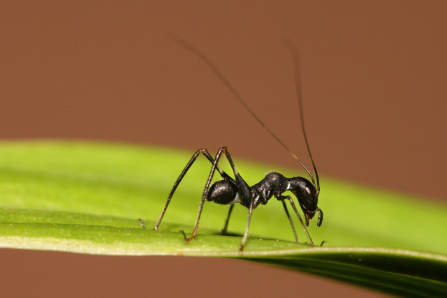 Black ant green leaf brown free wallpaper for desktop - medium preview image