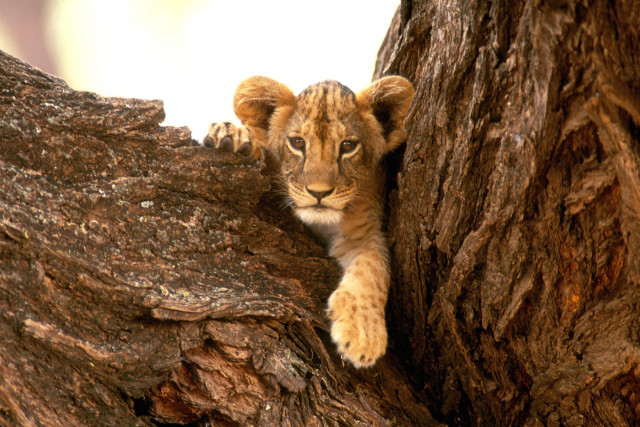 Lion cub climbing tree branch free wallpaper for desktop - medium preview image