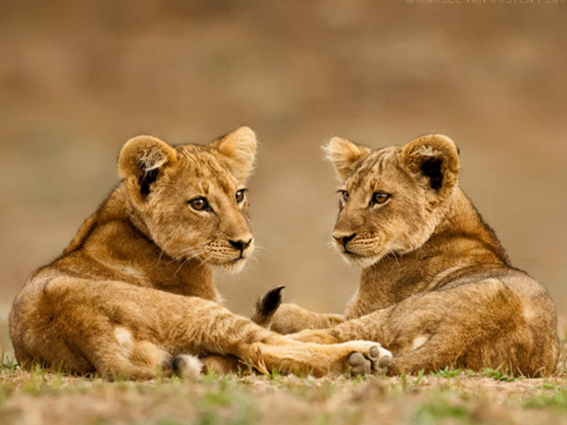Young lions sitting grass looking free wallpaper for desktop - medium preview image