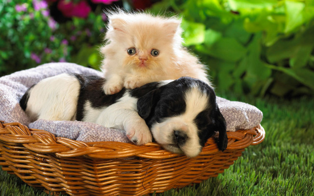Kitten puppy basket grass sunlight #2 free wallpaper for desktop - medium preview image